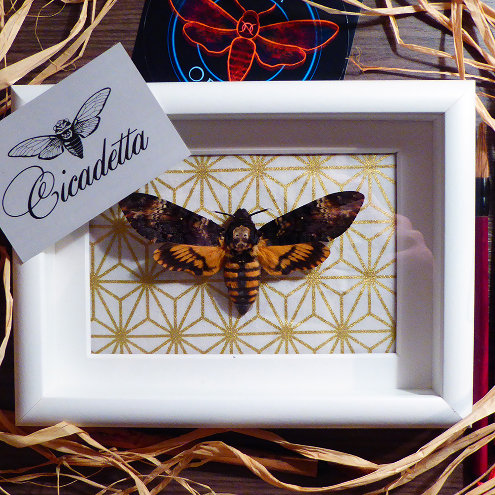 01_acherontia_atropos_neon_obscur_01