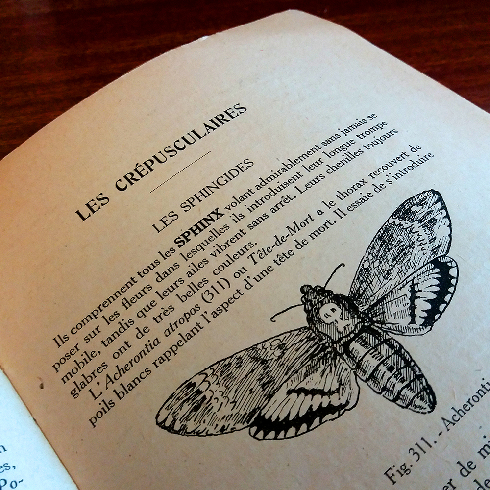 05_neon_obscur_acherontia_atropos_01